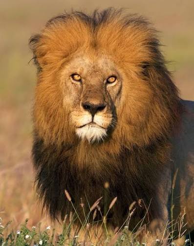 The Black-Maned King: A Drive for Dominance